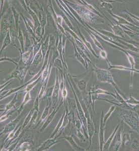 8305C人甲狀腺癌細(xì)胞主圖