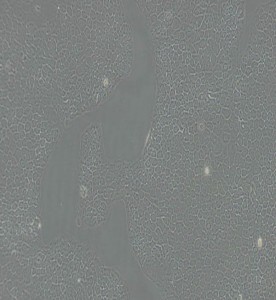 BxPC-3人原位胰腺腺癌細(xì)胞主圖