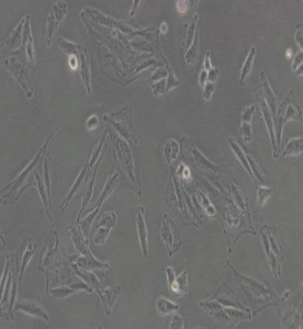 L6大鼠成肌細(xì)胞主圖