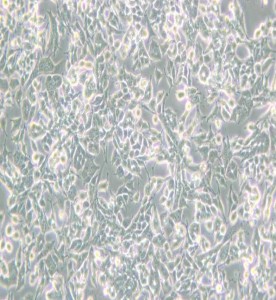 PC-12(Low differentiation)大鼠腎上腺嗜鉻細(xì)胞瘤細(xì)胞(低分化)主圖