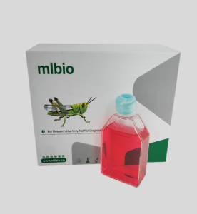 MBMEC小鼠腦微血管內(nèi)皮細(xì)胞主圖