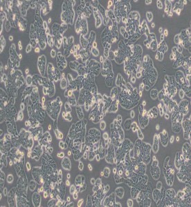 HT-29人結(jié)腸癌細胞主圖