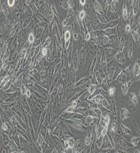 IBRS-2豬腎細(xì)胞主圖