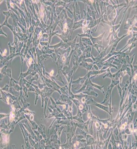 Super/Tube犬腎細(xì)胞主圖