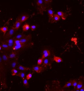 大鼠肝實質(zhì)細(xì)胞主圖