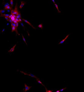 大鼠肝內(nèi)膽管上皮細(xì)胞主圖