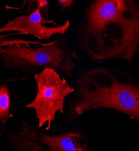 大鼠心肌細胞主圖