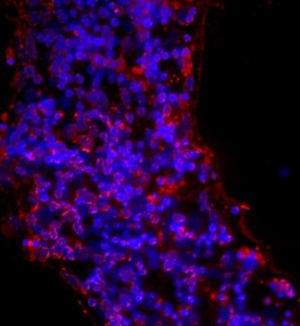 大鼠視網(wǎng)膜神經(jīng)節(jié)細(xì)胞主圖
