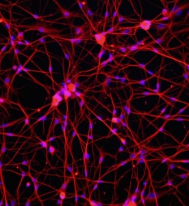 大鼠背根神經(jīng)元細(xì)胞主圖