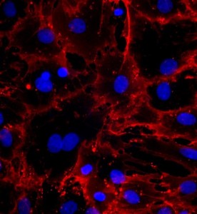 大鼠骨髓間充質(zhì)干細(xì)胞主圖