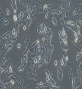 SW620人結(jié)腸癌細(xì)胞(DMEM)主圖