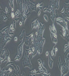 SW620人結(jié)腸癌細(xì)胞(L15)主圖