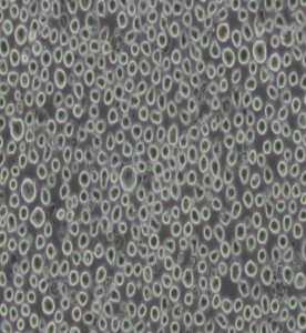 TF-1人血液白血病細(xì)胞主圖