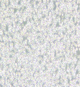 BALL-1人B淋巴細(xì)胞急性白血病主圖