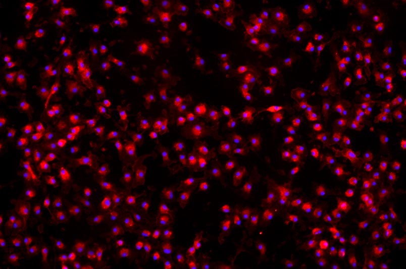 小鼠骨髓來源巨噬細(xì)胞主圖