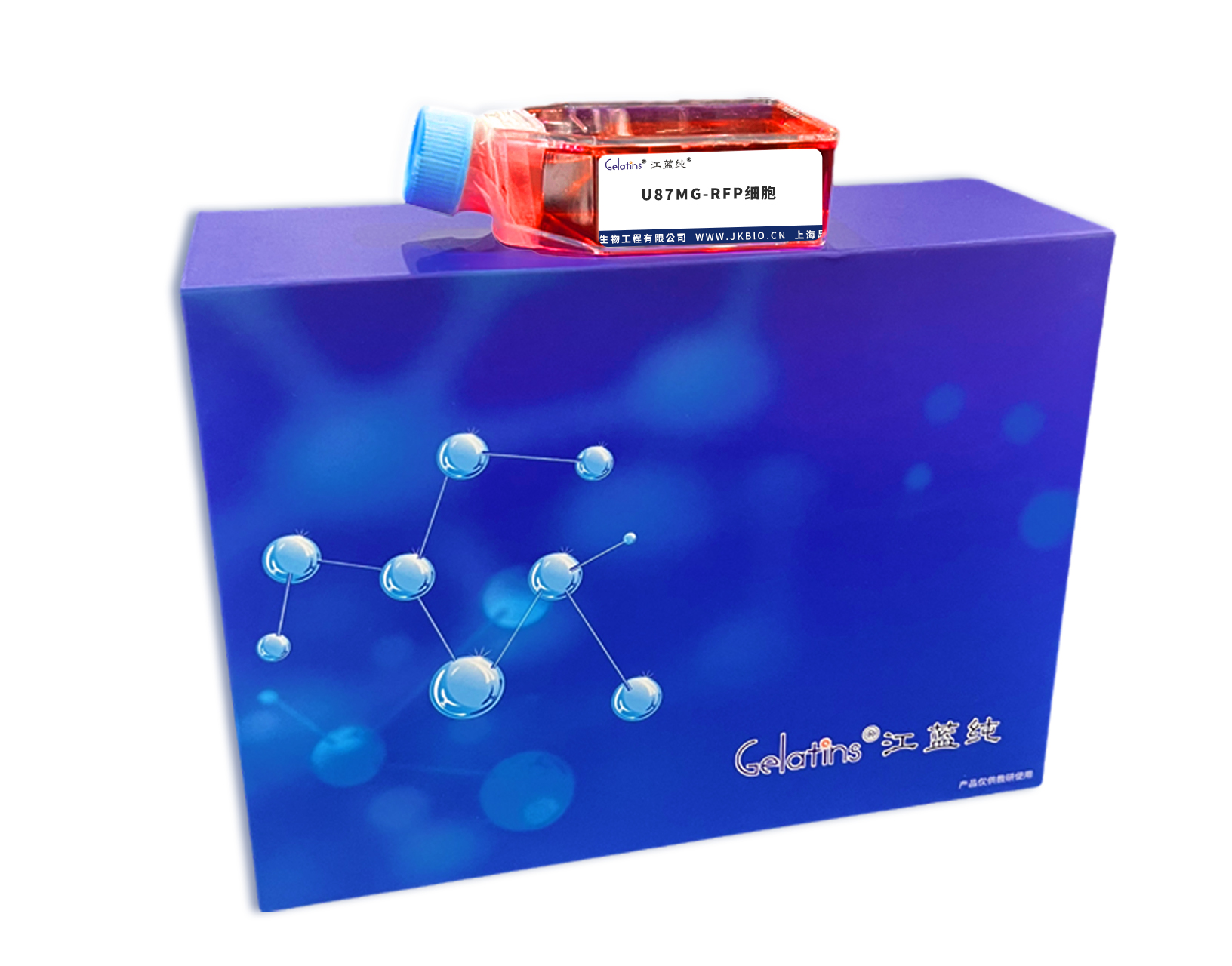 U87MG-RFP細(xì)胞主圖