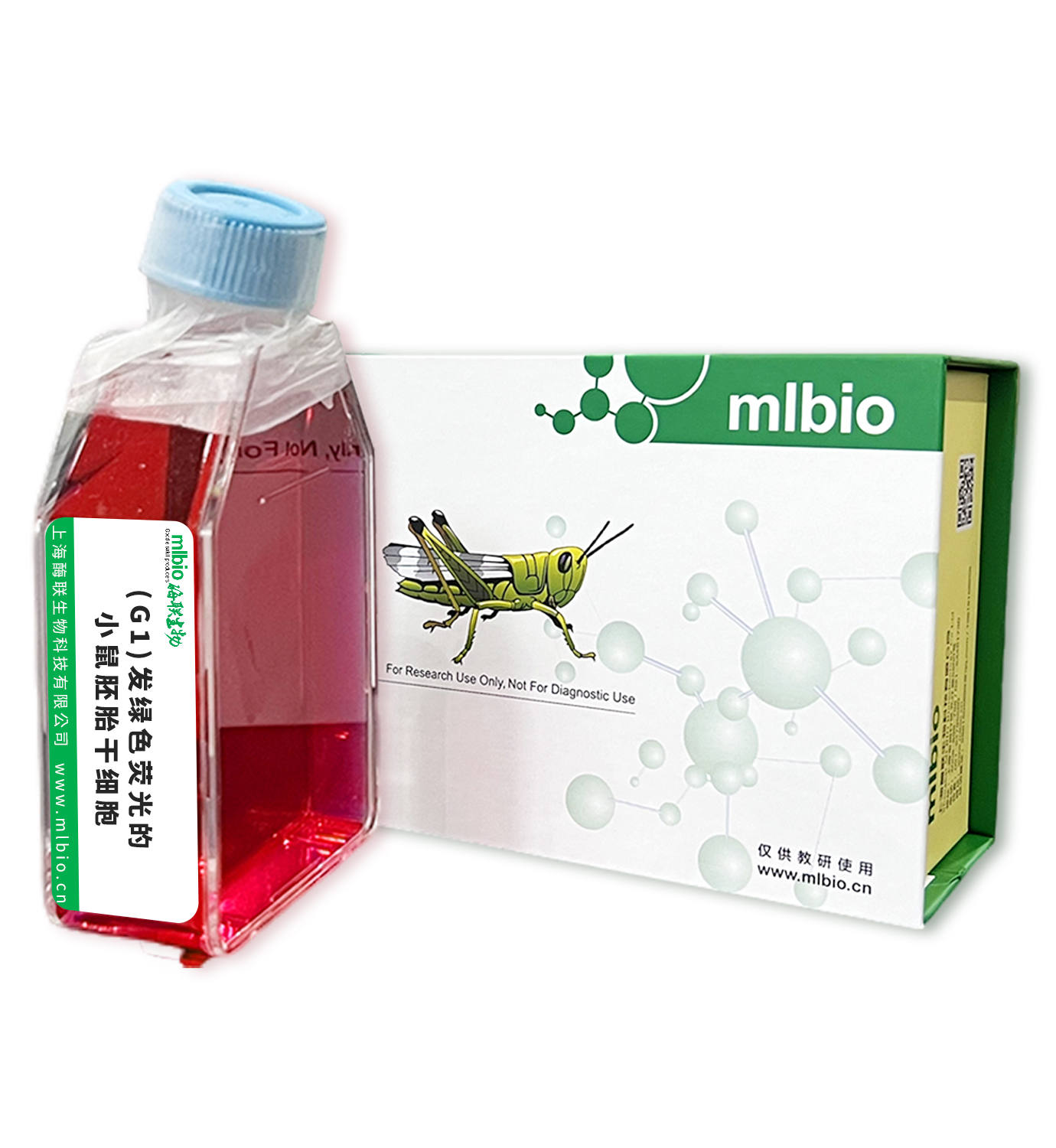 (G1)發(fā)綠色熒光的小鼠胚胎干細(xì)胞主圖