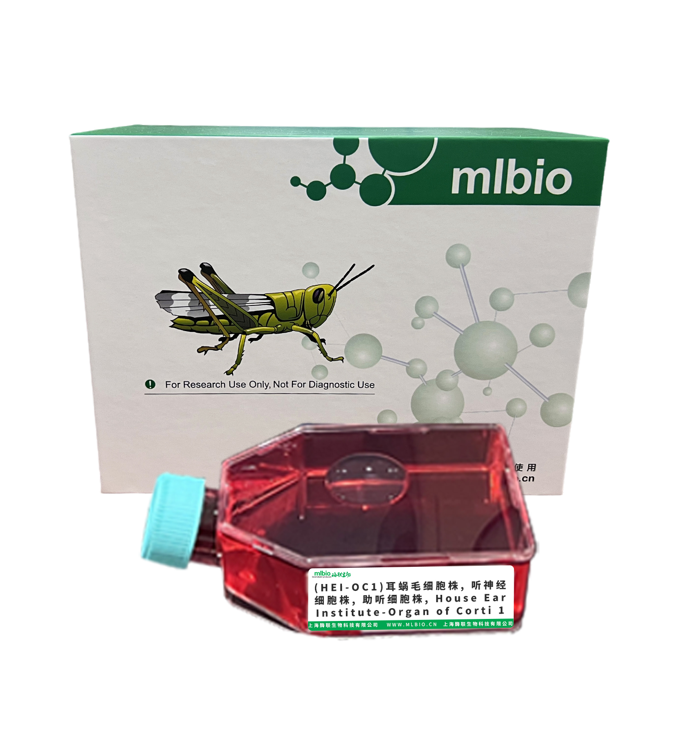 (HEI-OC1)耳蝸毛細(xì)胞株主圖