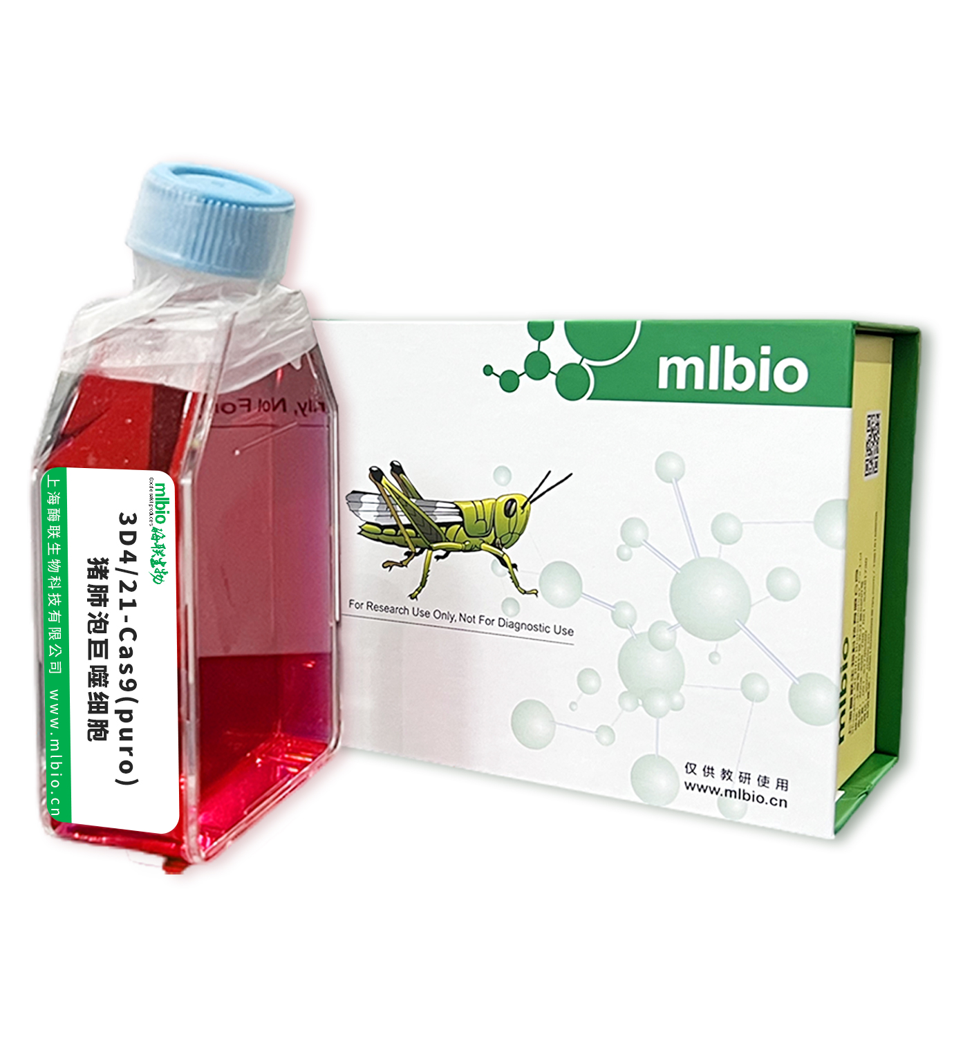 3D4/21-Cas9(puro)豬肺泡巨噬細(xì)胞主圖