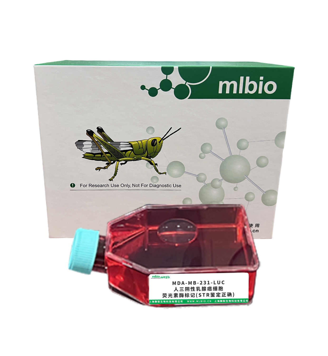 MDA-MB-231-LUC/人三陰性乳腺癌細(xì)胞-熒光素酶標(biāo)記(STR鑒定正確)主圖