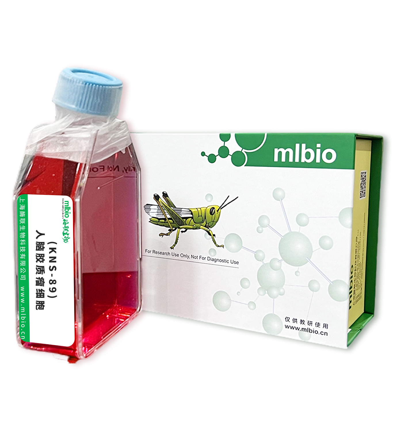 (KNS-89)人腦膠質瘤細胞主圖