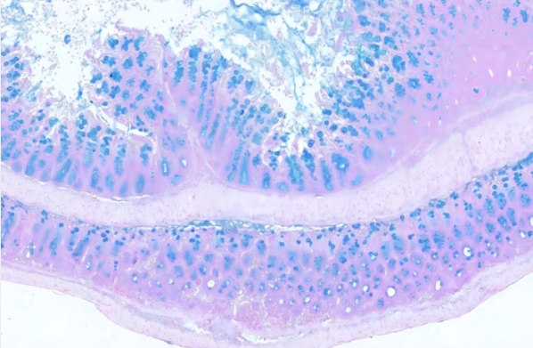 阿利新藍(lán) (酸性粘液)主圖