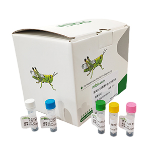 產(chǎn)吲哚金黃桿菌探針法qPCR試劑盒(不含內(nèi)參)主圖