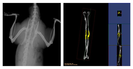小動(dòng)物CT結(jié)果示意圖