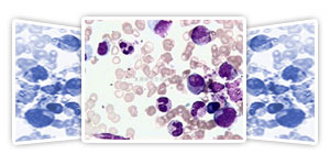 各種組織學(xué)試劑，包括固定液和染色液